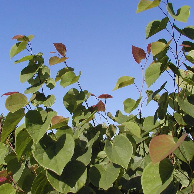 Cercis siliquastrum