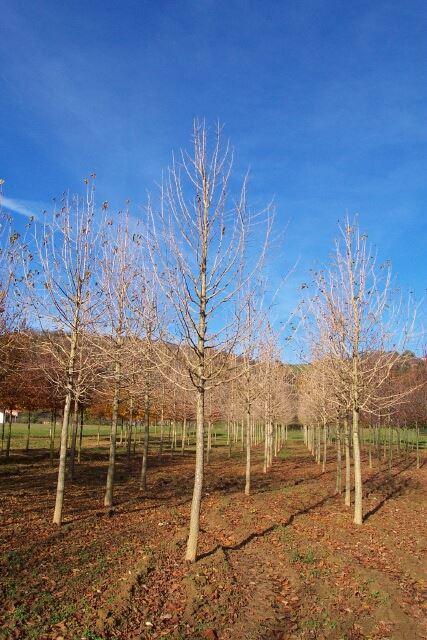 Corylus colurna
