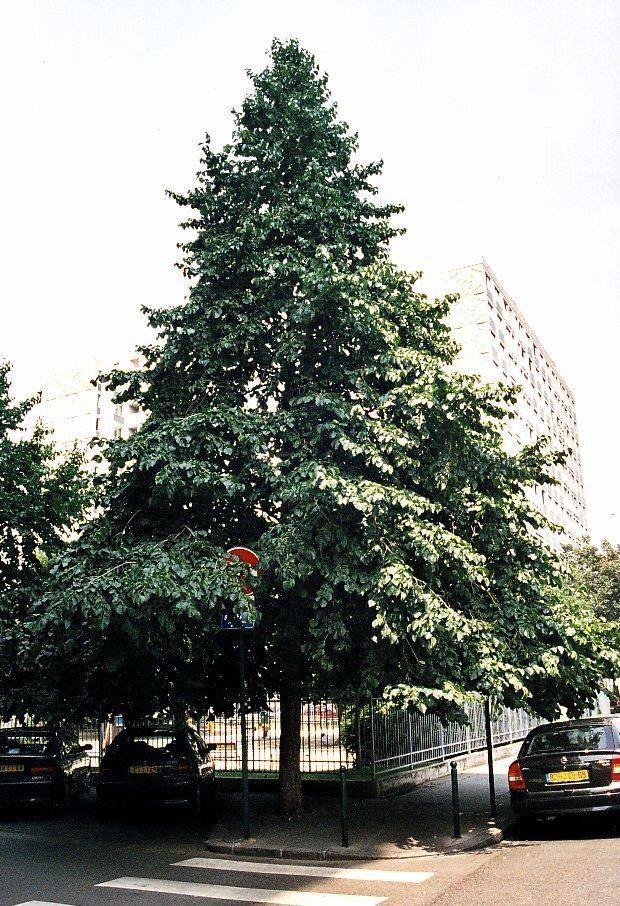 Corylus colurna