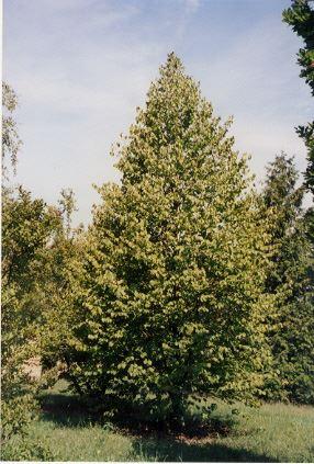 Corylus colurna
