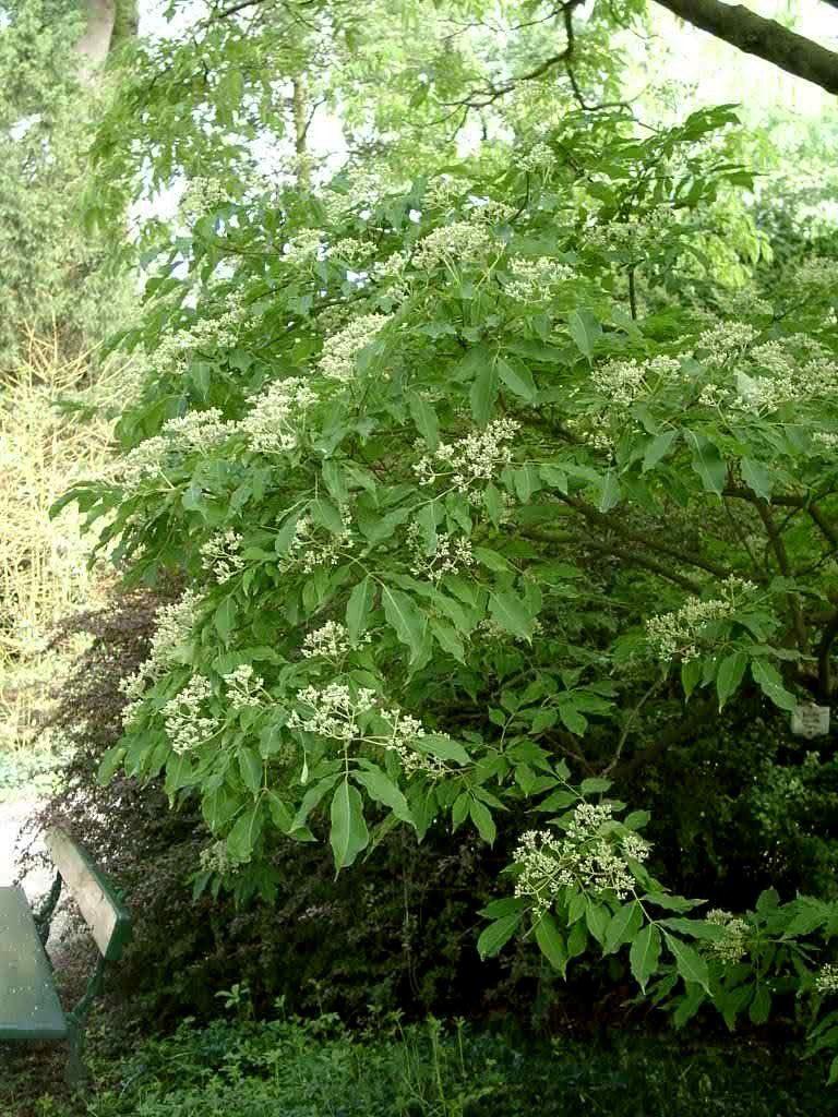 (Stink-Esche)