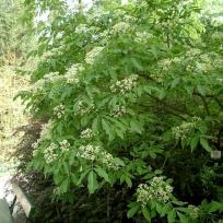 (Stink-Esche)
