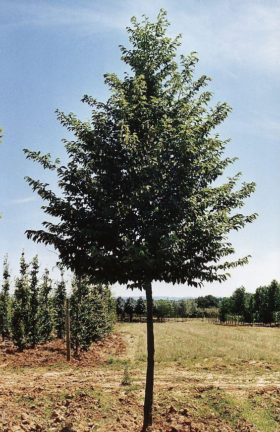 Ostrya carpinifolia