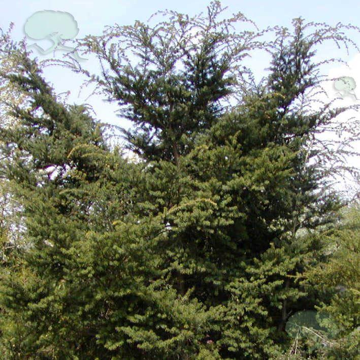 Tsuga sieboldii