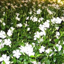 Vinca minor / Immergrün
