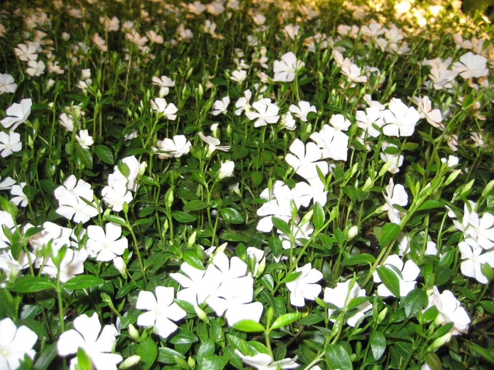 Vinca minor /  Immergrün