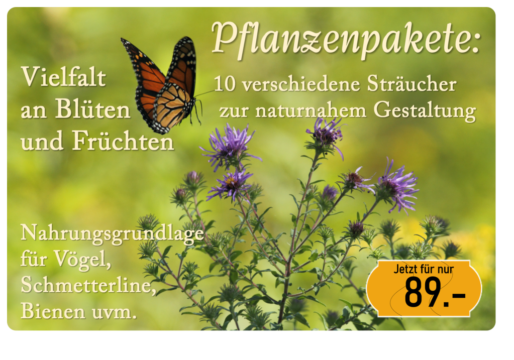 Einheimische Sträucher für eine Wildhecke kaufen