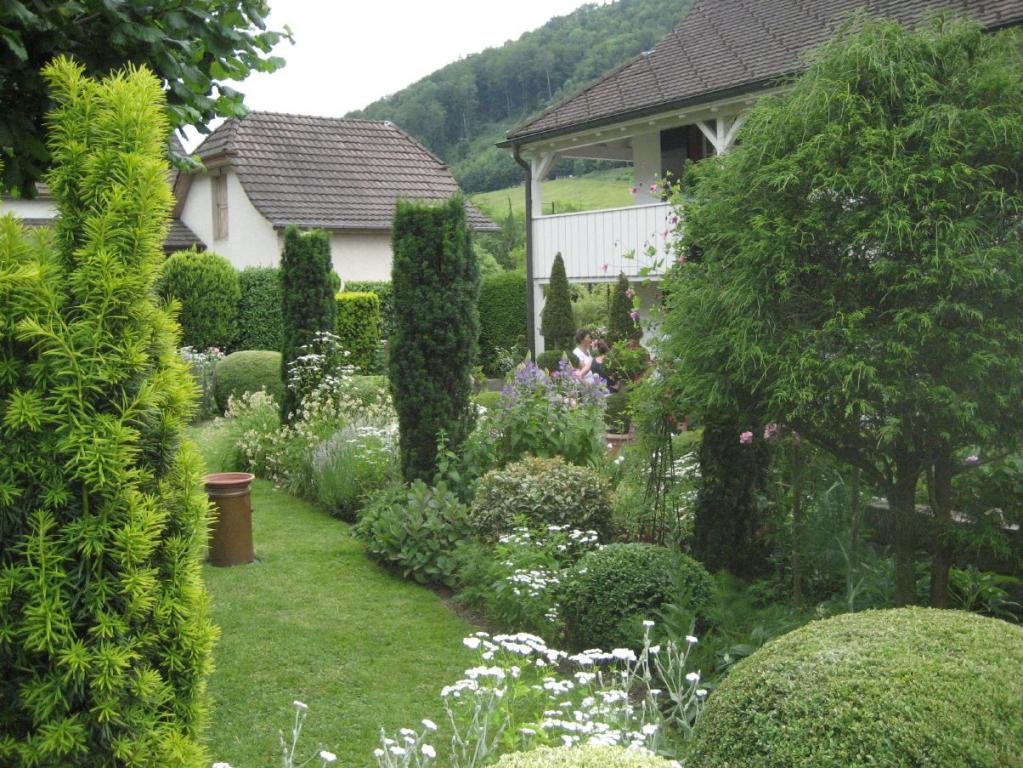 Eibe / Säuleneibe