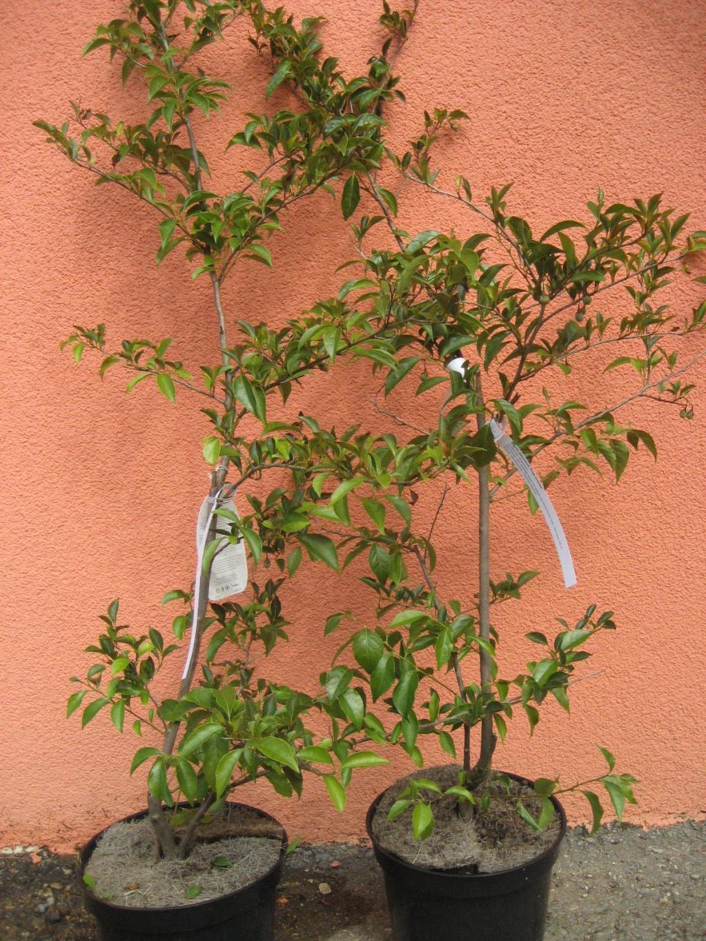 Storaxbaum