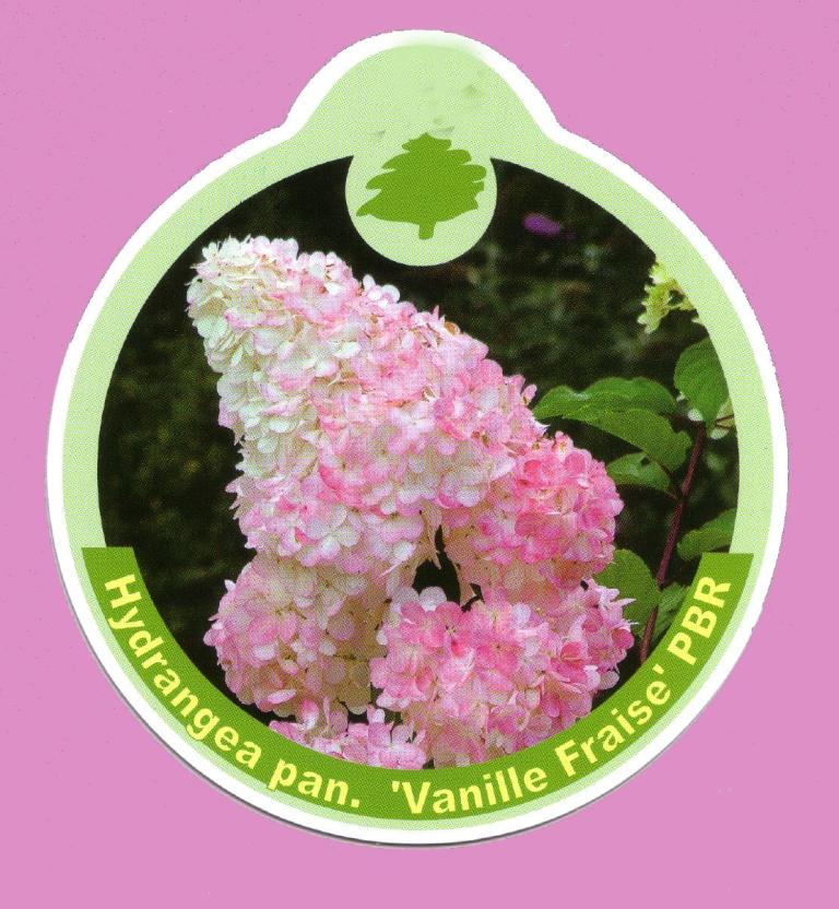Rispenhortensie