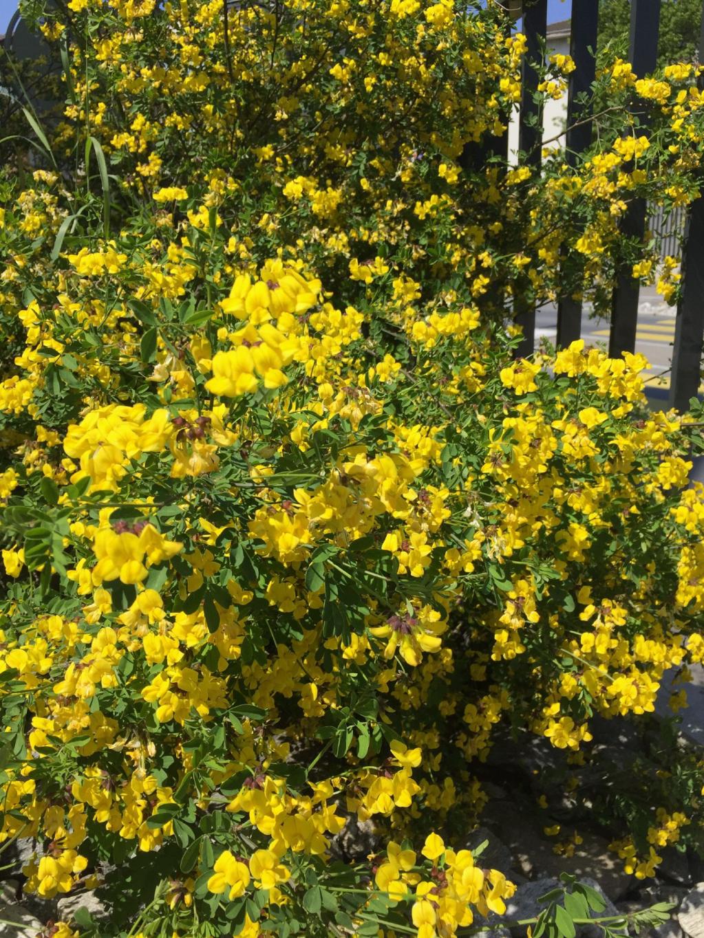 Hippocrepis 