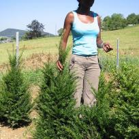 Taxus bacata Eibe