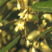 Eleagnus