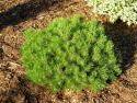 Pinus mugo 