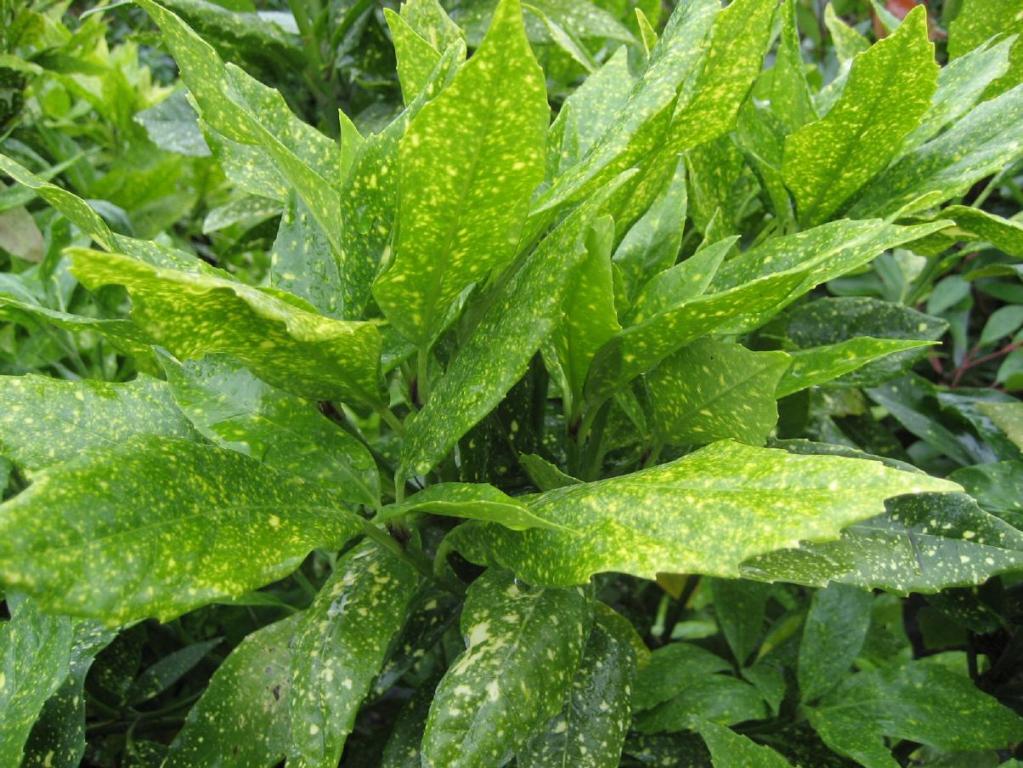 Aukube