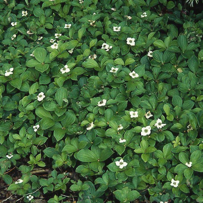 Cornus canadensis 