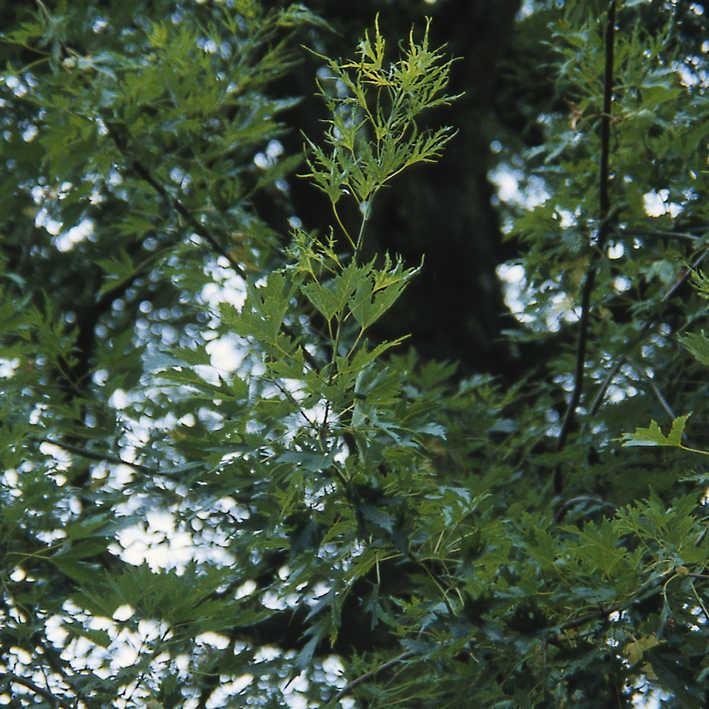 Acer saccharinum
