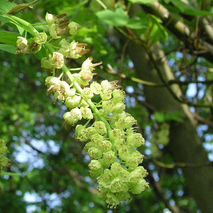 Acer macrophyllum