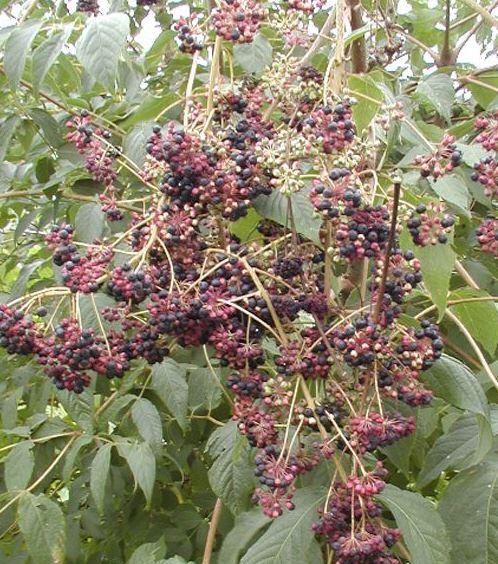 Aralia spinosa