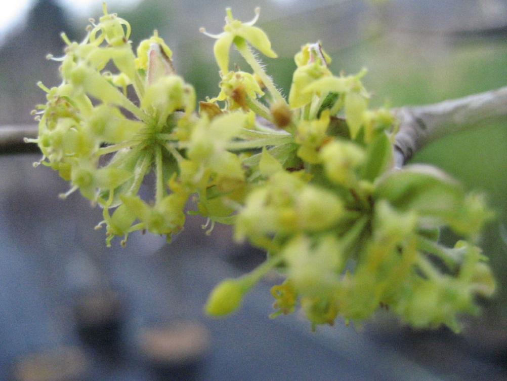 Cornus officinalis
