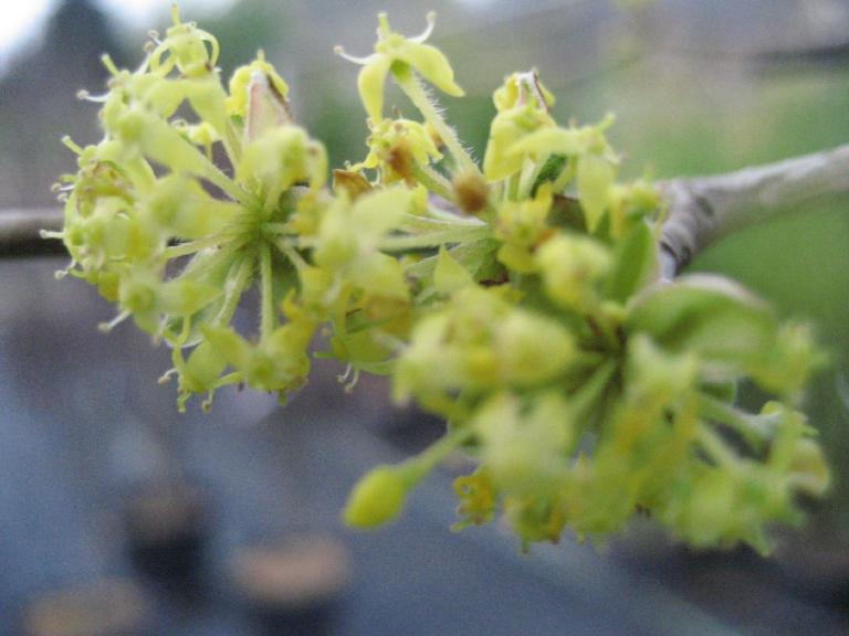 Cornus officinalis