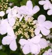 Viburnum plicatum ´Watanabe´ 