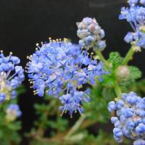 Ceanothus impressus 'Victoria'