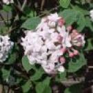 Viburnum carlesii Aurora