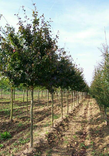 Parrotia persica