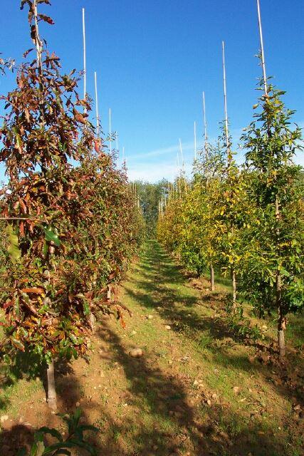 Quercus imbricaria
