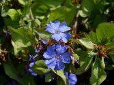 Ceratostigma plumbaginoides
